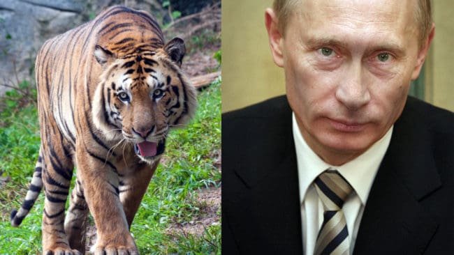 Rysslands president Vladimir Putin släppte ut tre tigrar i maj i fjol.