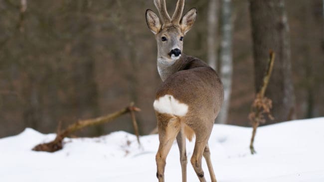 Tjuvskytten hade kapat råbockens horn och lämnat kvar kroppen.