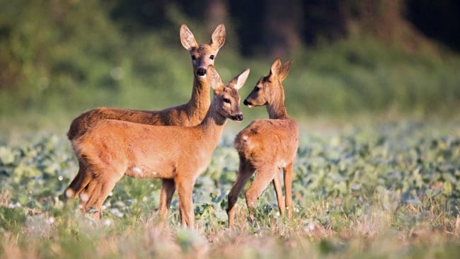 Skogsstyrelsen anser att det finns för många rådjur på Gotland och att skogsägare och jägare ska samverka för att minska stammen.
