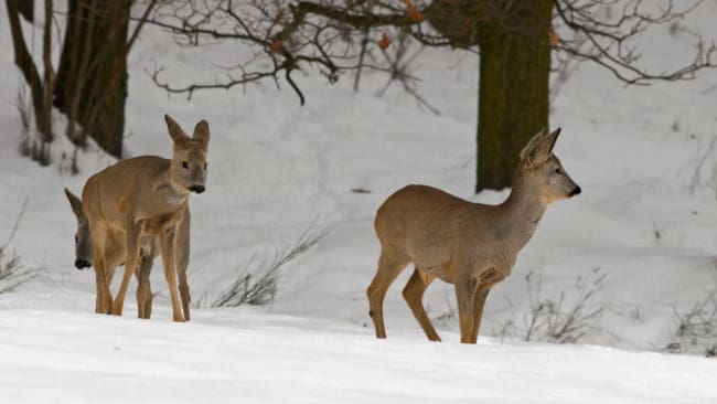 Jägarna på Gotland går inte med på att skjuta 5 000 rådjur, som en företrädare för skogsägare kräver.