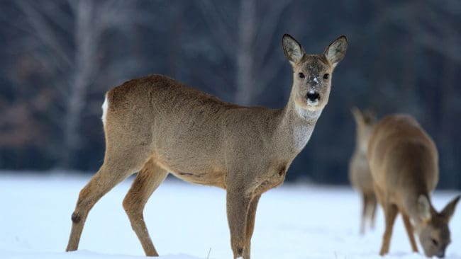 Markägare och jägare är inte nöjda med polisens insats efter att rådjur sköts vid en utfodringsplats i Gnarp.