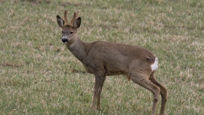 Även om snön smälter och det börjar bli grönt är det just nu svårt för rådjuren att på egen hand hitta näringsrik föda.