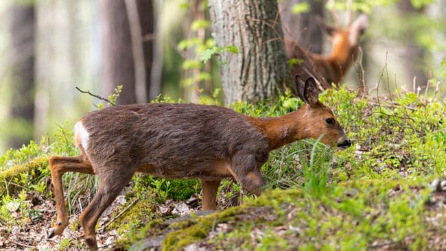 Markägare i Jönköpings län vill öka avskjutningen av rådjur och älg för att minska betesskador på skogen.