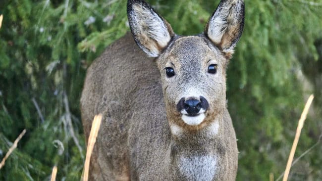 Lokala jägare och markägare misstänkte att rådjur hade fällts på annans mark.