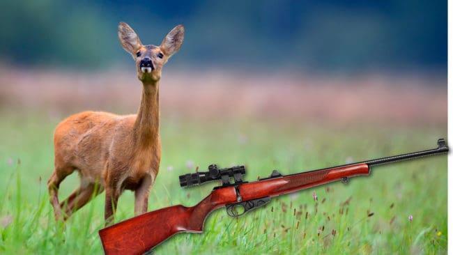 Någon har skjutit rådjur med ett finkalibrigt vapen på Ingmarsö.