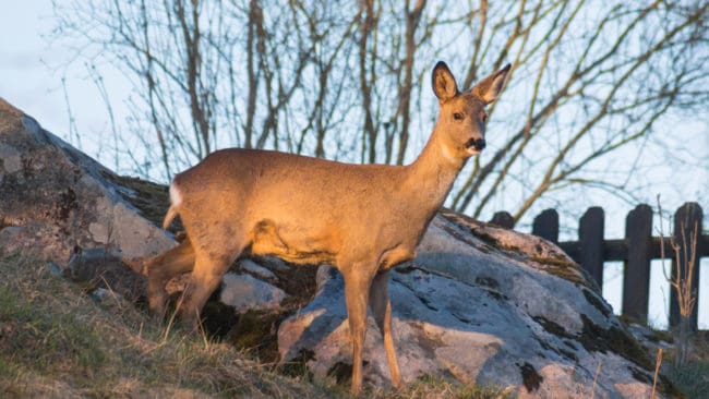 Husägare i Öckerö kommun beskjuter de allt fler rådjuren med luftvapen för att freda sina trädgårdar, hävdar kommunen som nu ska försöka öka den legala rådjursjakten på öarna.