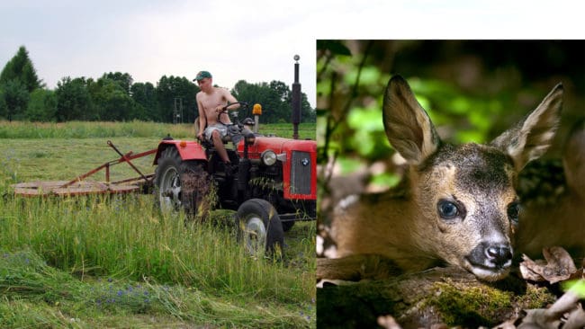 Forskare uppskattar att så många som var fjärde rådjurskid dödas av slåttermaskiner på vissa håll i landet. Rådjursskrämmor kan rädda dem.