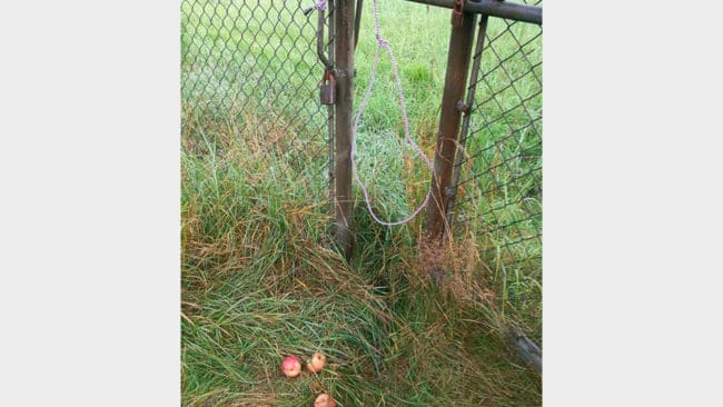 En snara för att fånga rådjur upptäcktes av en eftersöksjägare i norra Värnamo i en staketöppning vid ett industriområde. Äpplen hade lagts ut för att lura rådjur sticka in huvudet i öglan.
