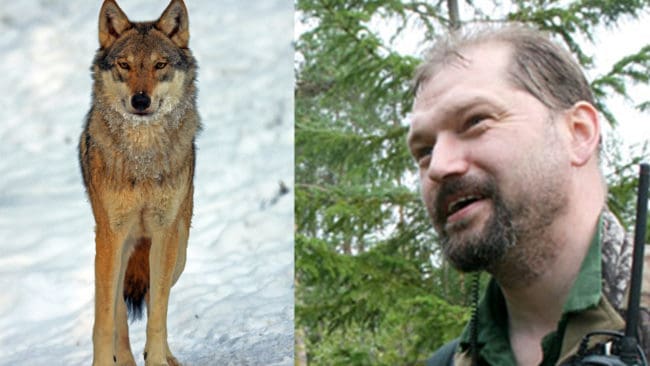 Rasmus Boström jagar gärna varg med sina hundar. Nu ger den kände björnjägaren också ut en film om vargjakt.