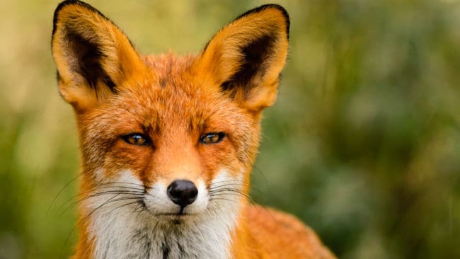 Tyska jägare vill att jakten på räv ska starta tidigare än den gör i dag.