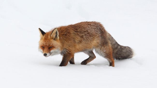 Det var inte ett lodjur som hittats dött, utan en räv. (Arkivbild)