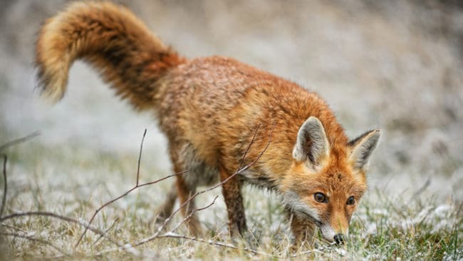 Räv härjar runt i Stockholms södra närförorter och både katter och höns har försvunnet.