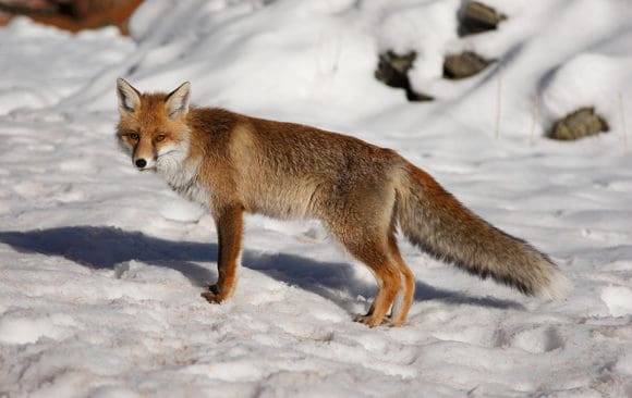 Den lilla hunden Senna togs av rovdjur hemma p&aring; g&aring;rden och hittades sedan utan huvud. Enligt l&auml;nsstyrelsen tyder tillv&auml;gag&aring;ngss&auml;ttet p&aring; r&auml;v.