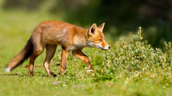 I Luxemburg har ett omstritt förbud mot jakt på räv precis godkänts av högsta förvaltningsdomstolen. Jägare är nu oroliga över vilka konsekvenser förbudet medför.