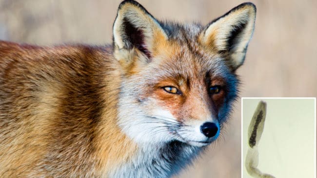 Jägare i Österrike ges möjlighet att ta blodprov för att se om de bär på rävens dvärgbandmask.