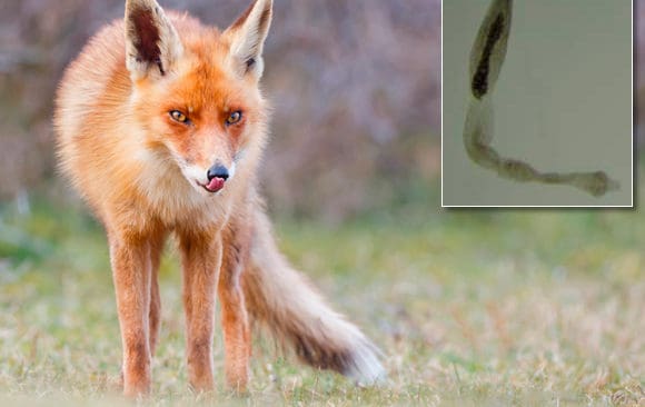 R&auml;vens dv&auml;rgbandmask har hittats i tv&aring; prover av r&auml;vspillning fr&aring;n V&auml;xj&ouml; i Sm&aring;land.