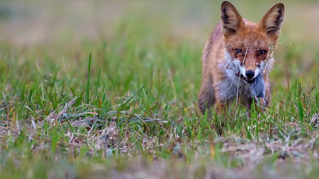 Forskare har kommit fram till att förekomsten av räv och mård minskar risken för fästingburen borrelia, eftersom de äter möss som är ett viktigt värddjur för fästingarna.