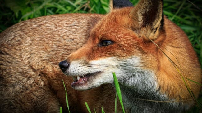 Att kunna fälla rävar på nätterna kan bli förbjudet på Irland. Både fågelskådare, jägare och fårägare protesterar mot förslaget att stoppa nattlig jakt.