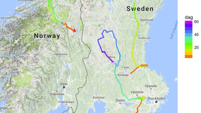 Karta över tre rävars 60 dagars-vandringar där färgerna på sträckan visar de första dagarna i rött för att övergå till grönt, blått och lila. En räv började norr om Norrköping för att göra en stor vända norr om Mora. En annan räv fick ”raketbränsle” i Gävle och drog rakt norrut förbi Sundsvall på rekordtid.