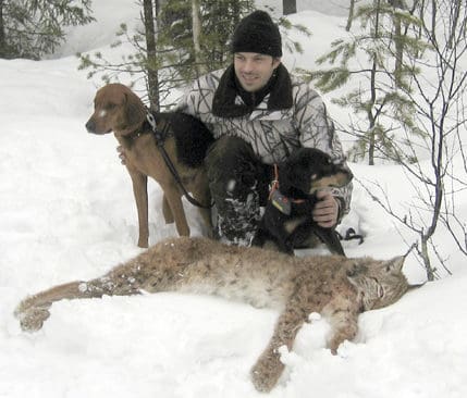 Schillerstövaren Kalix och smålandsstövaren Aho såg till att Mats Abrahamsson kunde skjuta sitt första lodjur norr om Mora.