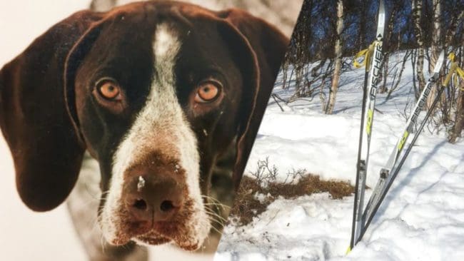 Ett sällskap på skidtur fick en skräckupplevelse när deras hund fastnade i en rävsax. (Arkivbilder)