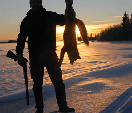 Allt fler j&auml;gare st&auml;ller upp p&aring; att skicka in skjutna r&auml;var till SVA f&ouml;r att kunna kartl&auml;gga om dv&auml;rgbandmasken spridit sig.