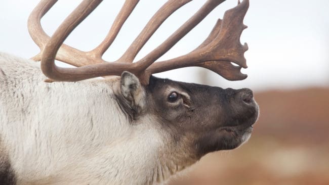 En norsk GPS-märkt varg har tagit sig till renarnas vinterbetesmarker i centrala Härjedalen och Tåssåsens sameby vill att vargen skjuts för att freda renarna i området. (Arkivbild)