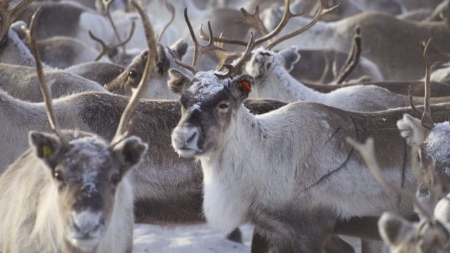 Målet med förhandlingarna har varit att hitta en långsiktigt hållbar lösning på renbetesfrågan och bidra till en mer konstruktiv dialog mellan renägare och markägare.
