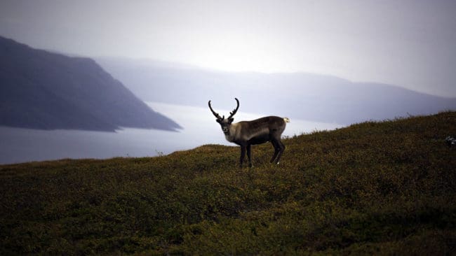 Norge ska utrota all vildren inom ett område för att hindra smittspridning av sjukdomen CWD.