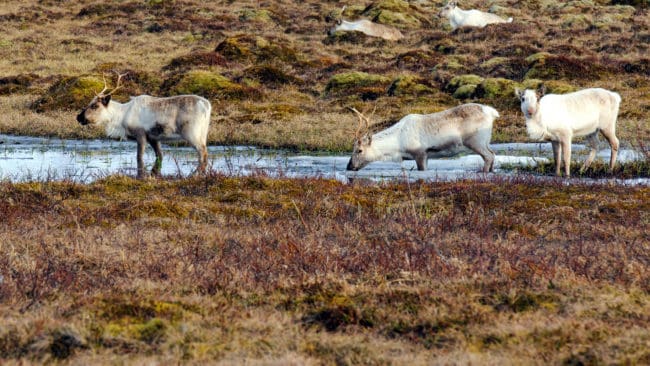 Renarna på Nordfjella ska skjutas bort, men forskarna tror att CWD-smittan kan finnas kvar på marken.