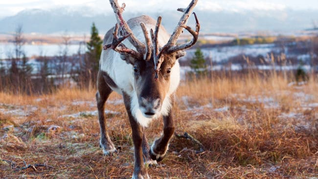 Norska Mattillsynet vill att 2 200 vildrenar ska skjutas för att hindra spridning av CWD-smitta.
