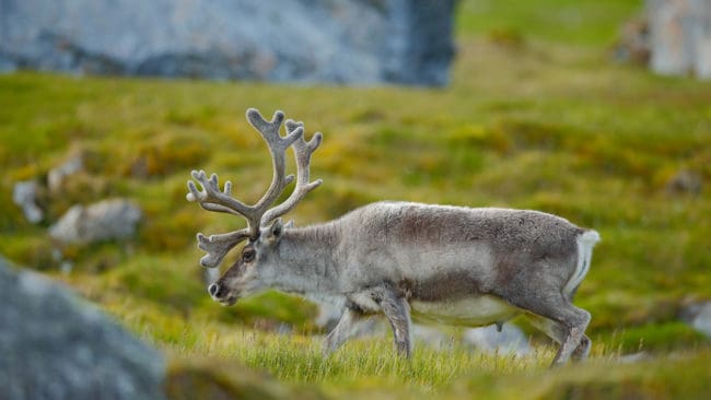Norska veterinærinstituttet vill att man ska utveckla en metod för att hitta CWD-smitta i levande djurs spillning.