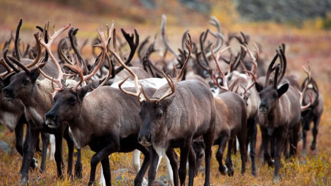 Naturvårdsverkets förslag om att flytta renhjordar för att undvika vargangrepp kritiseras från samehåll som menar att det både är omöjligt och strider mot deras traditionella rätt.