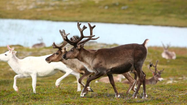 Alla vildrenar bör skjutas bort på Nordfjella, anser forskare som vill stoppa CWD-smittan. Dessutom bör det införas förbud mot både utfodring och saltstenar i smittdrabbade områden.