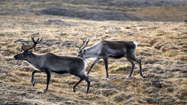 Jakten på vildren i Norge har gjort att det upptäckts ett till misstänkt fall av CWD, chronic wasting disease.