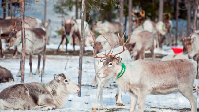 Länsstyrelsen i Jämtland tar strid för förebyggande skyddsjakt på lodjur för att freda renskötseln och överklagar den stoppade jakten på åtta lodjur till Kammarrätten.