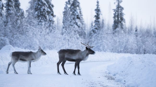 CWD, eller förtviningssjuka, som upptäcktes bland norska vildrenar och älgar 2016 kan vara en zoonos, det vill säga en sjukdom som kan överföras från djur till människa.