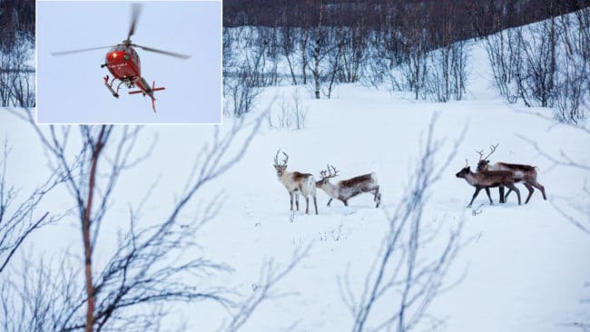 Att Jägareförbundet har flugit helikopter för att undersöka hur många renar det finns på markerna i Girjas sameby sedan småviltjakten avlysts i området har fått både länsstyrelsen och Svenska samers riksförbund att gå i taket.