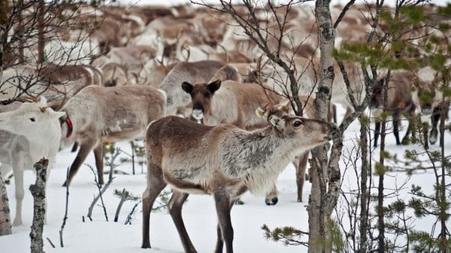 Naturvårdsverket avslår samebyn Ruvhten sijtes ansökan om skyddsjakt på järv.