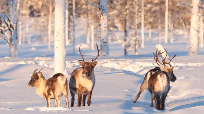 Länsstyrelsen i Jämtland använde nya argument om sammantagna förluster av renar de senaste åren för att inte få skyddsjakten på två vargar hos Tåssåsens sameby stoppad av Förvaltningsrätten i Luleå. Det hjälpte inte.