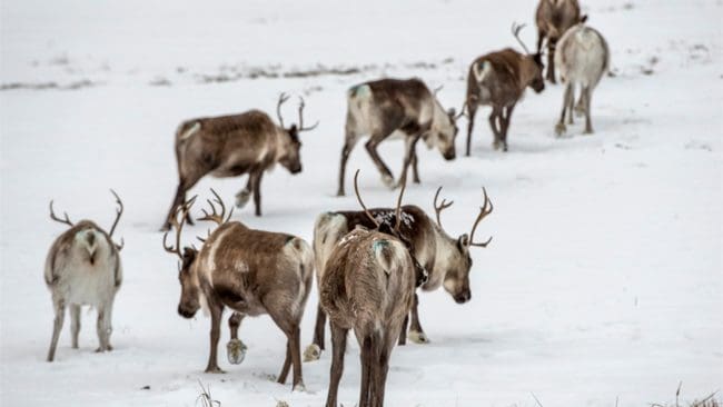 Olof Hallquist på länsstyrelsen Jämtland befarar att sammanstötningarna mellan rännäringen och vargentusiasterna kommer att öka i omfattning.