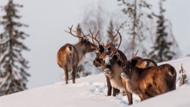 Den invandrade vargen som har dödat renar i både Luleå skärgård och Haparanda skärgård är försvunnen.