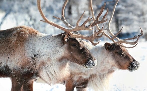 Rovdjuren tar n&auml;stan lika m&aring;nga renar som det slaktas f&ouml;r butikerna. &Ouml;kad efterfr&aring;gan p&aring; naturligt renk&ouml;tt och f&auml;rre renar har skapat rekordh&ouml;ga priser p&aring; renk&ouml;tt.