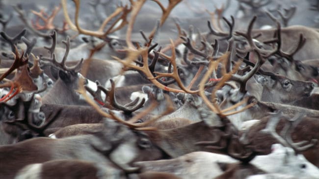 Inga samebyar kommer till det årliga rovdjursmötet som hålls i Vilhelmina idag.