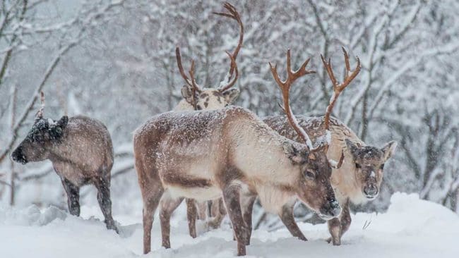 Naturvårdsverket stoppade skyddsjaktsbeslut tagna av länsstyrelserna i Jämtland och Västernorrland. Detta kritiseras hårt av Sametinget som menar att det äventyrar arbetet med toleransnivåer för rennäringen.
