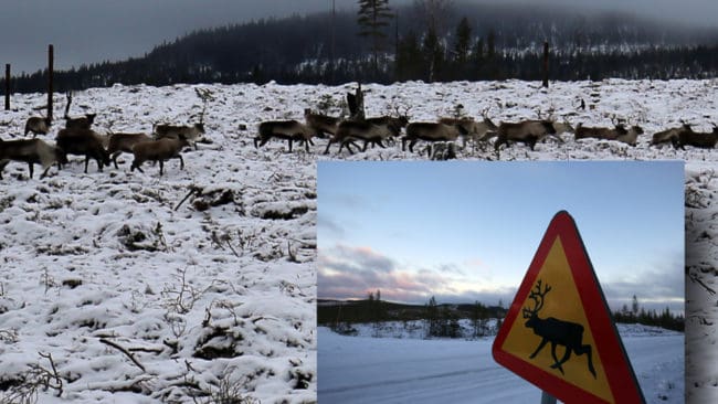 De här renarna jagas av två vargar i trakterna söder om Lillhärdal. Nu har länsstyrelsens bestämt att vargarna ska avlivas.