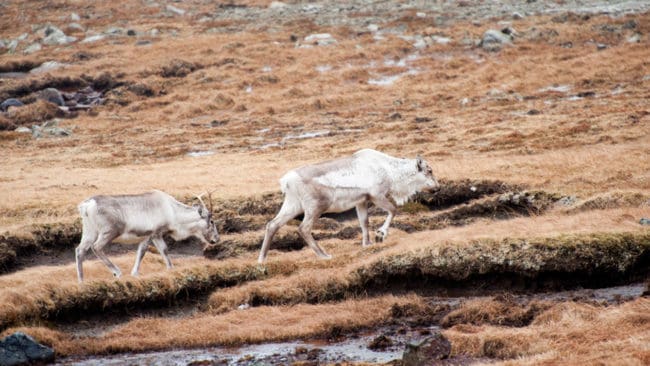 I höst ska det bli renjakt på Island, där 1 300 renar får fällas.