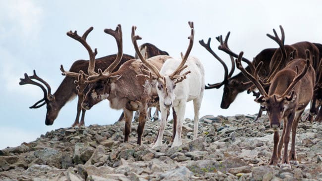 Norska vildrenar ska jagas för att förhindra spridning av sjukdomen CWD.