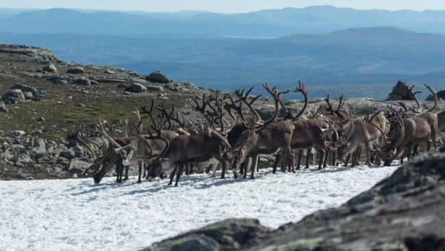 Länsstyrelsens personal besökte samebyn i lördags och kunde konstatera att de fem döda renarna var angripna av varg. (arkivbild)