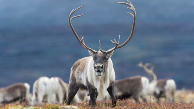 Dagens premiär för jakt på vildren i Norge sker i skuggan av CWD-hotet.